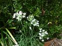 Garlic chives flower